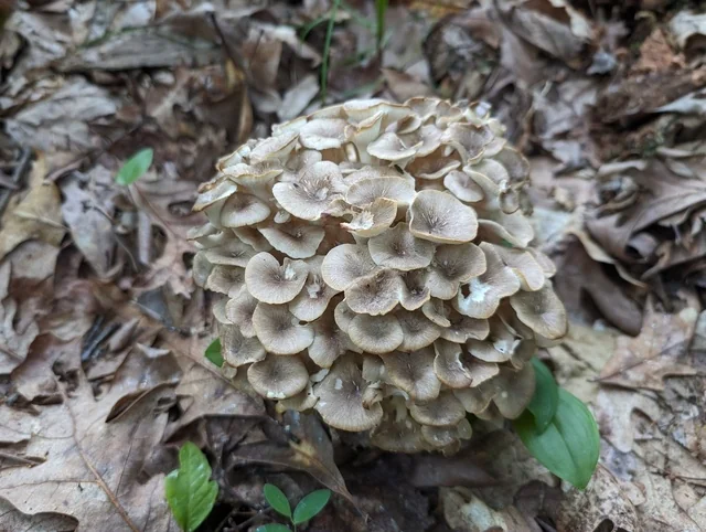 Umbrella Polypore (Polyporus umbellatus) photo 2