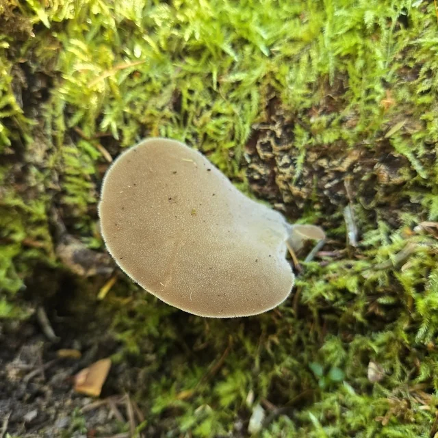 Toothed Jelly Fungus (Pseudohydnum gelatinosum) photo 2