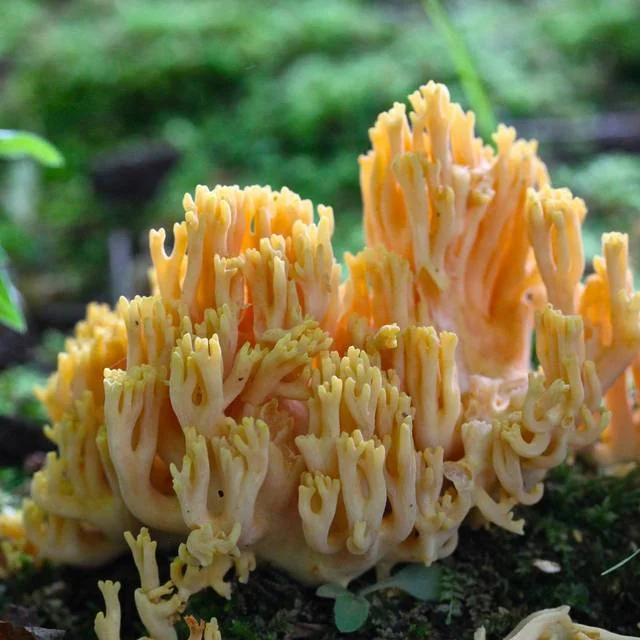 Golden Coral (Ramaria aurea) photo 2
