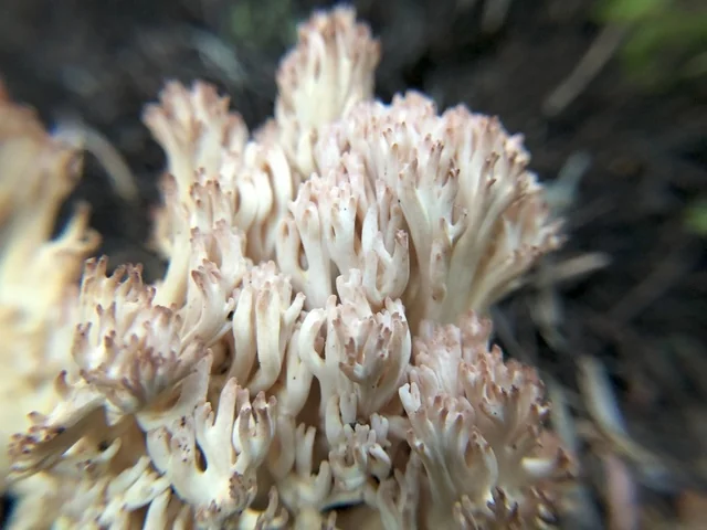 Pink-tipped Coral (Ramaria botrytis) photo 2
