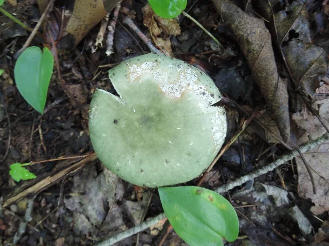 Tacky Green Russula (Russula aeruginea) photo 2