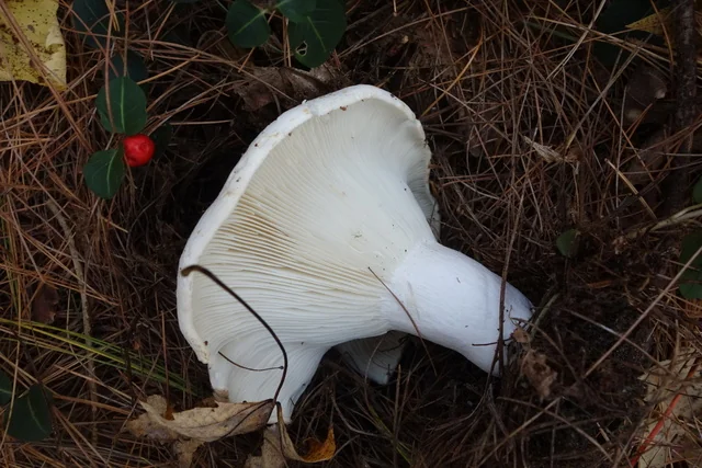 Short-stemmed Russula (Russula brevipes) photo 2