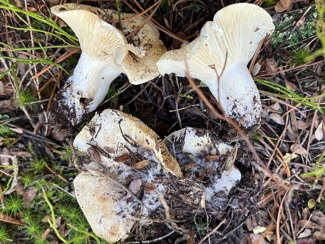 Cascade Russula (Russula cascadensis) photo 2