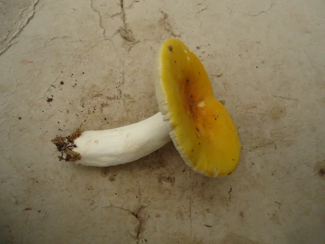 Yellow Swamp Russula (Russula claroflava) photo 2