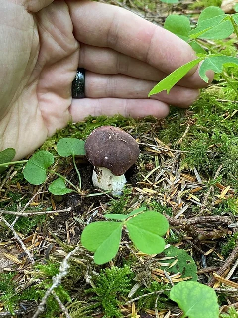 Charcoal Burner (Russula cyanoxantha) photo 2