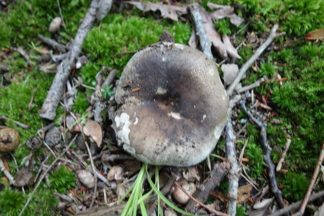 Crowded Russula (Russula densifolia) photo 2