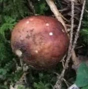 Entire Russula (Russula integra) photo 2
