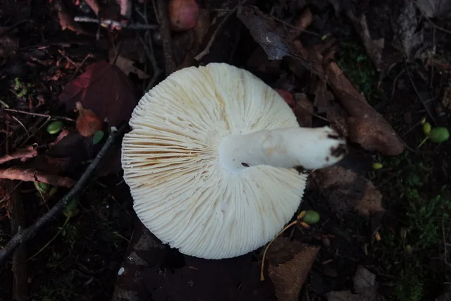 Rosy Russula (Russula paludosa) photo 2