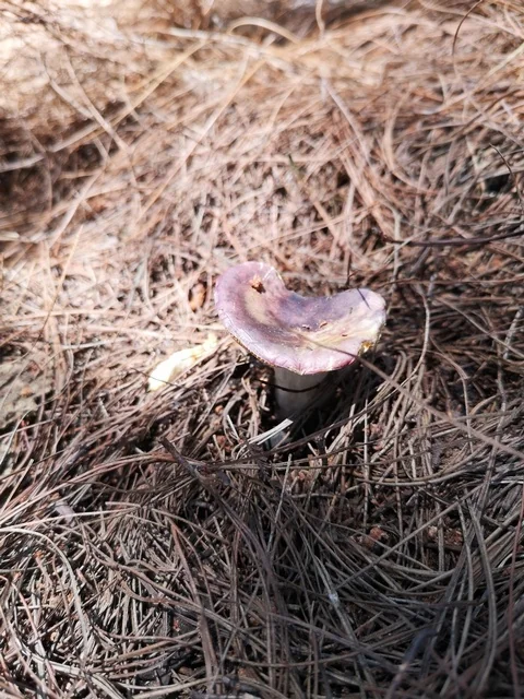 Primrose Russula (Russula sardonia) photo 2