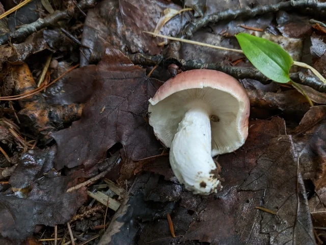 The Flirt (Russula vesca) photo 2