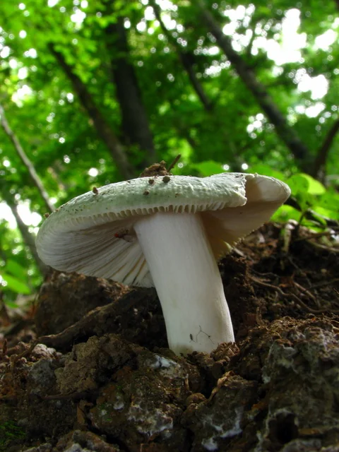 Green-cracking Russula (Russula virescens) photo 2