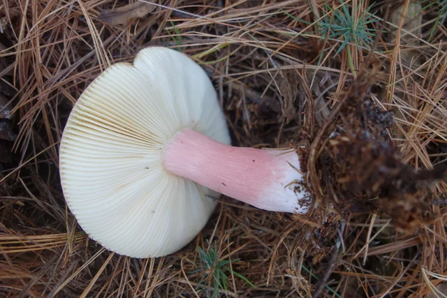 Shrimp Russula (Russula xerampelina) photo 2