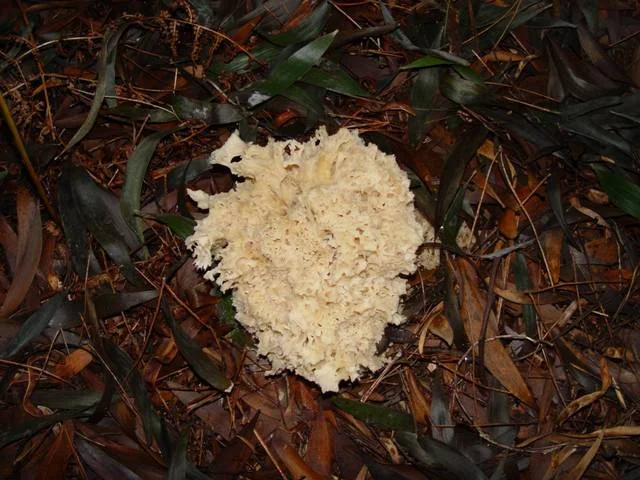 Cauliflower Mushroom (Sparassis crispa) photo 2