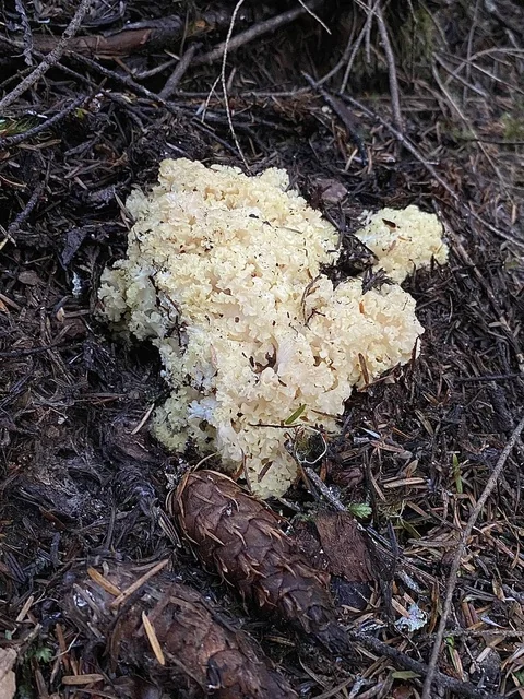 Rooting Cauliflower Mushroom (Sparassis radicata) photo 2
