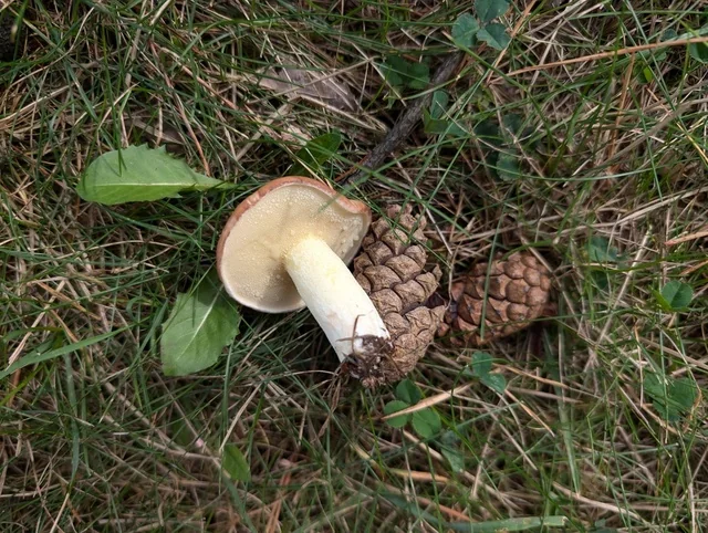 Weeping Bolete (Suillus granulatus) photo 2