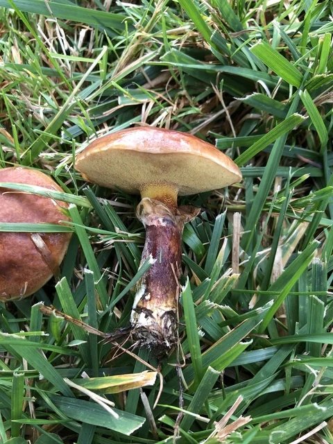Larch Bolete (Suillus grevillei) photo 2