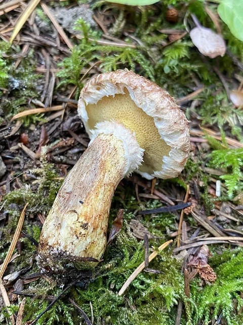 Western Painted Suillus (Suillus lakei) photo 2