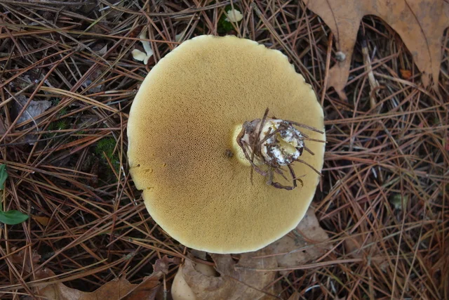 Slippery Jack (Suillus luteus) photo 2