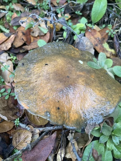 Pungent Slippery Jack (Suillus pungens) photo 2