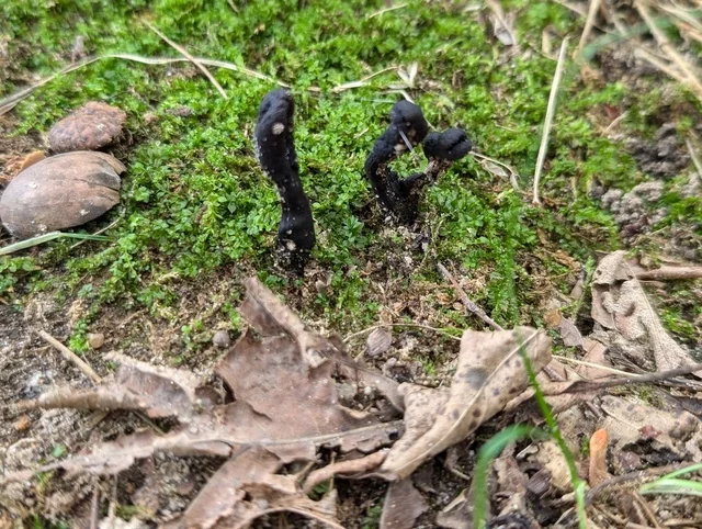 Goldenthread Cordyceps (Tolypocladium ophioglossoides) photo 2