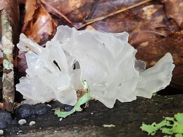 Snow Fungus (Tremella fuciformis) photo 2