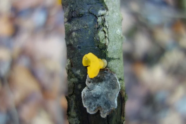 Witches' Butter (Tremella mesenterica) photo 2
