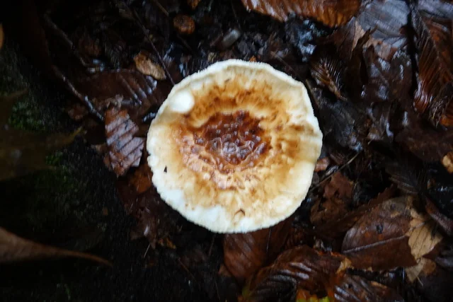 California Matsutake (Tricholoma caligatum) photo 2