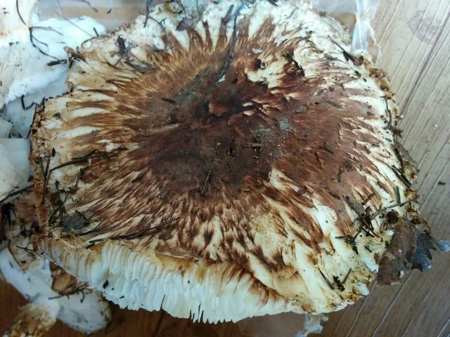 Matsutake (Tricholoma matsutake) photo 2