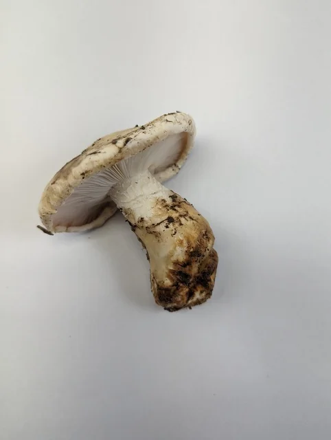 Southwestern Matsutake (Tricholoma murrillianum) photo 2