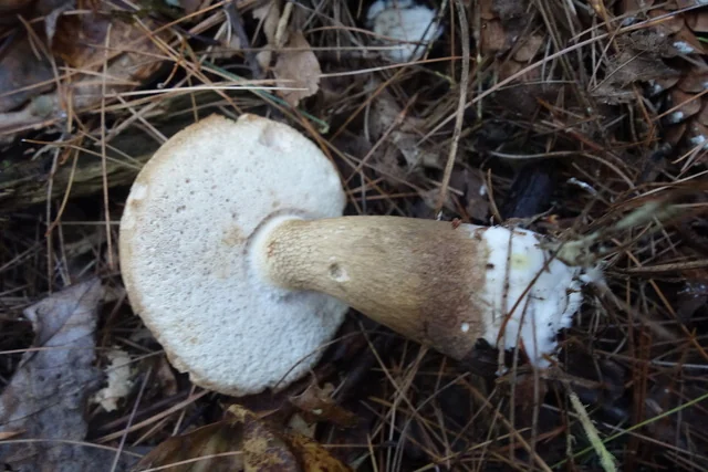 Bitter Bolete (Tylopilus felleus) photo 2