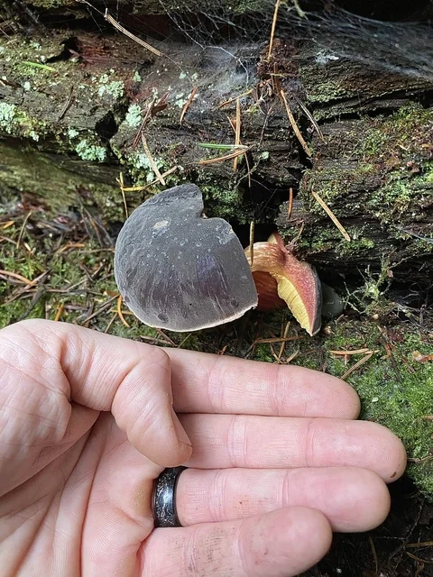 Zeller's Bolete (Xerocomellus zelleri) photo 2