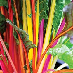 Rainbow chard