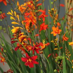 Crocosmia