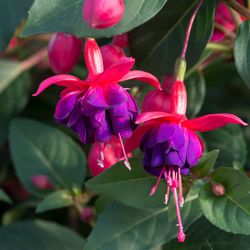 Fuchsia