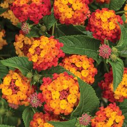 Lantana camara