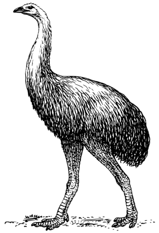 An image of the Moa bird. Licensed into the Public Domain by https://freesvg.org/moa
