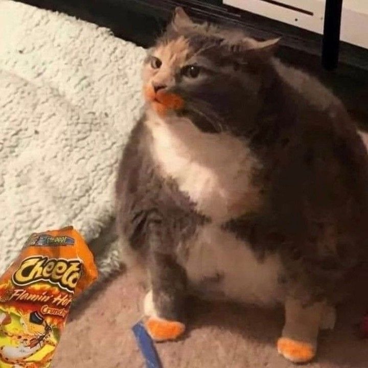 chud_cat.jpg