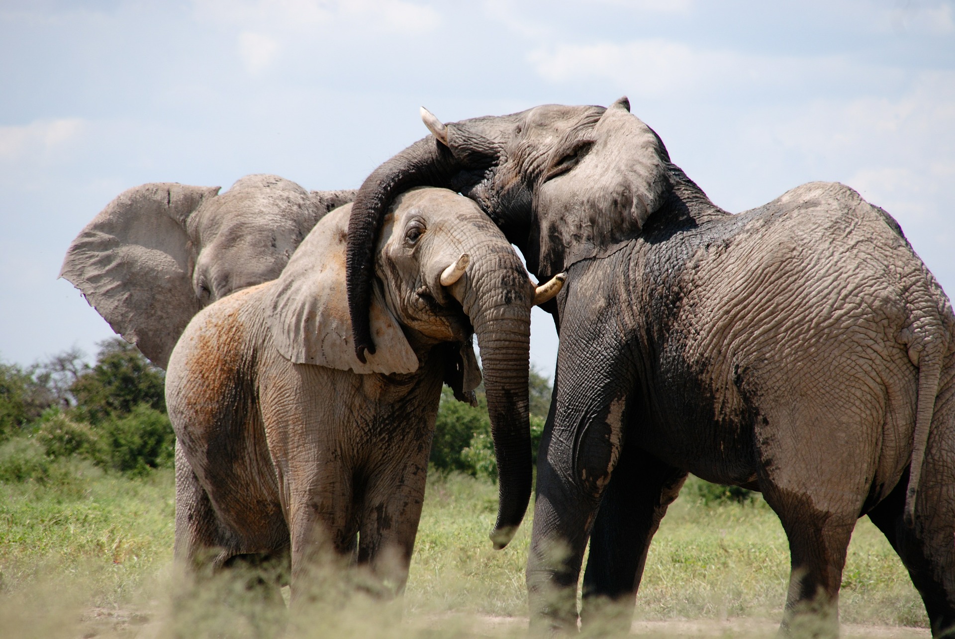 elephants