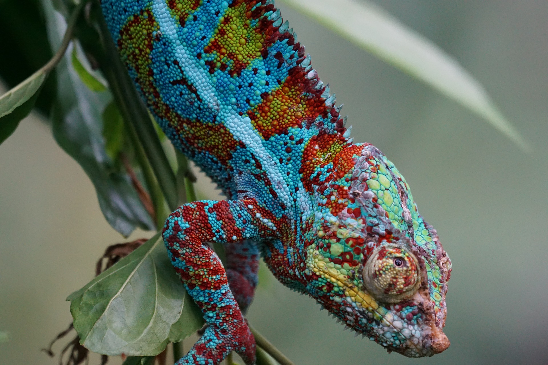 panther chameleon