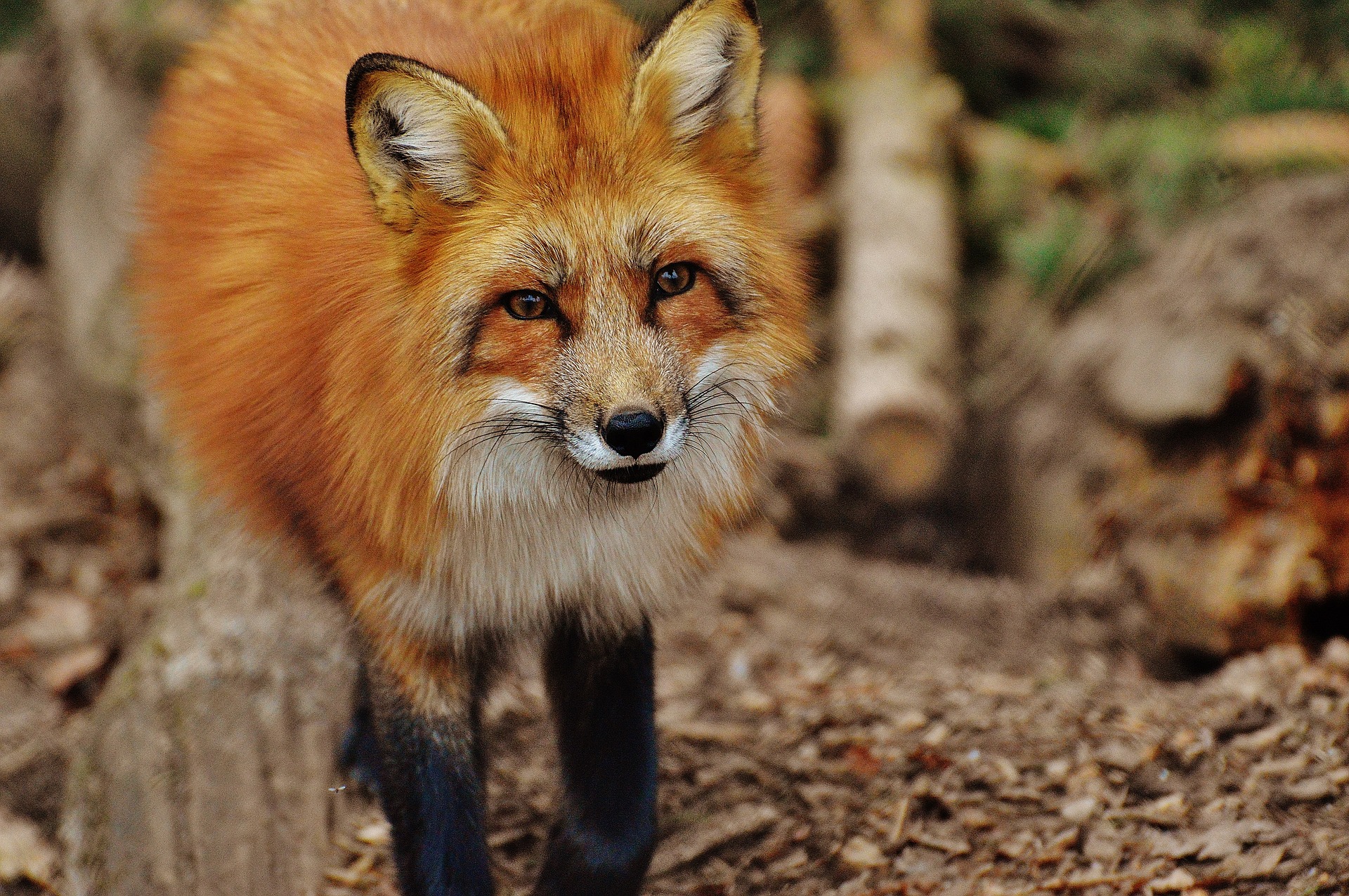 red fox