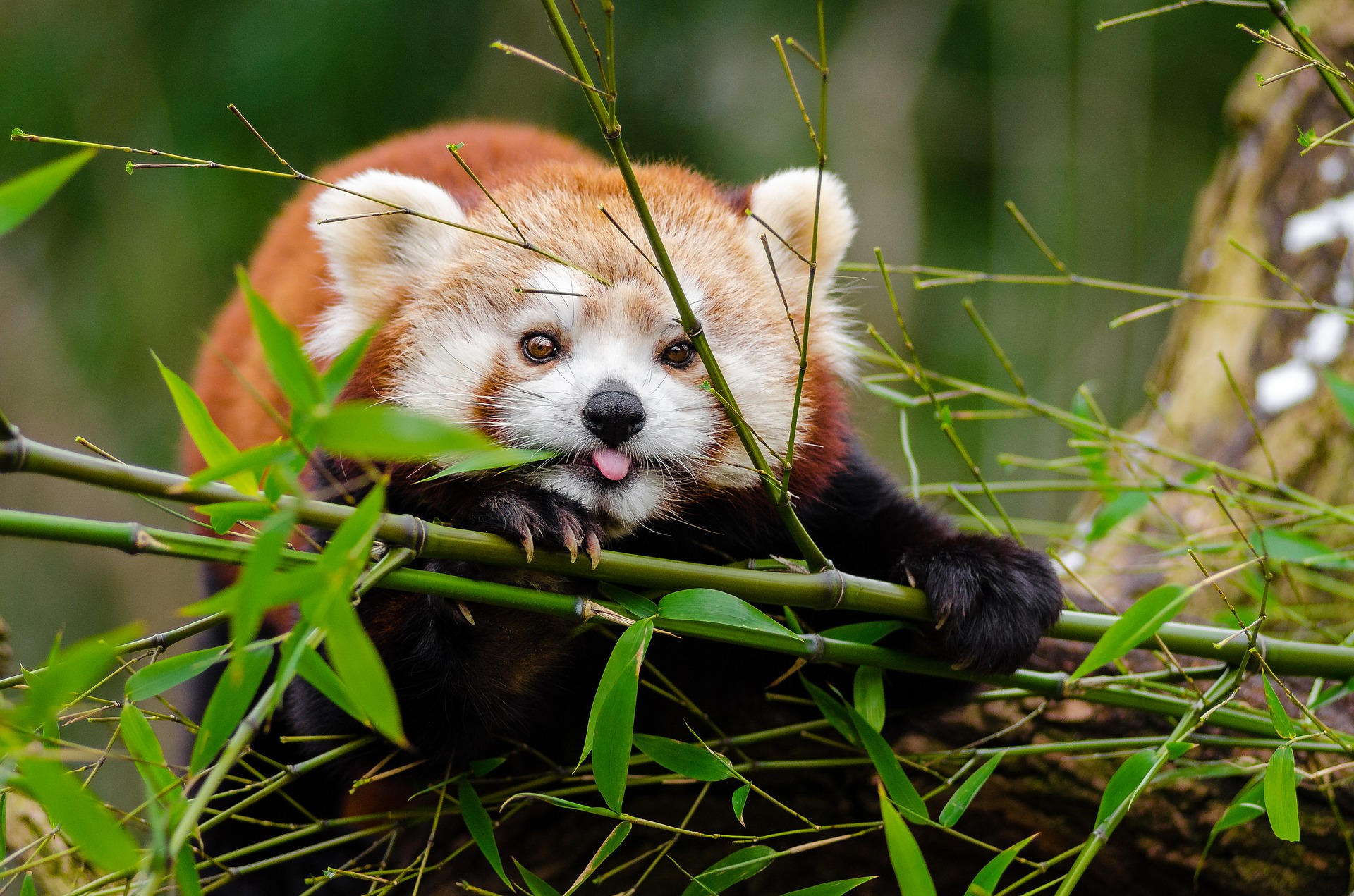 red panda