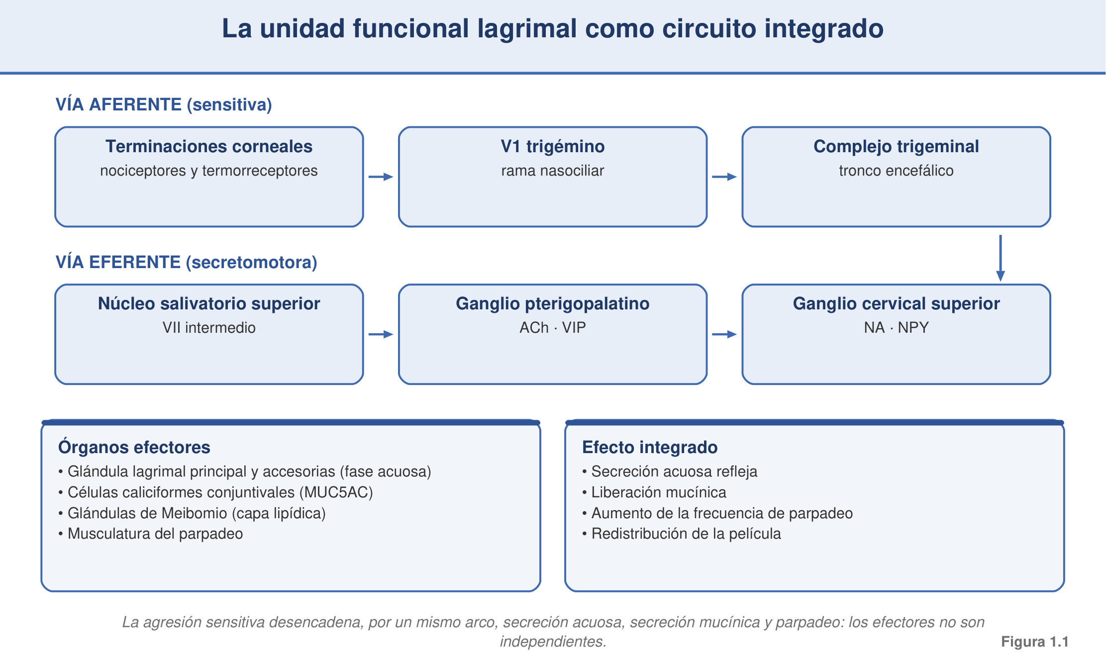 Figura 1.1 — La unidad funcional lagrimal como circuito integrado