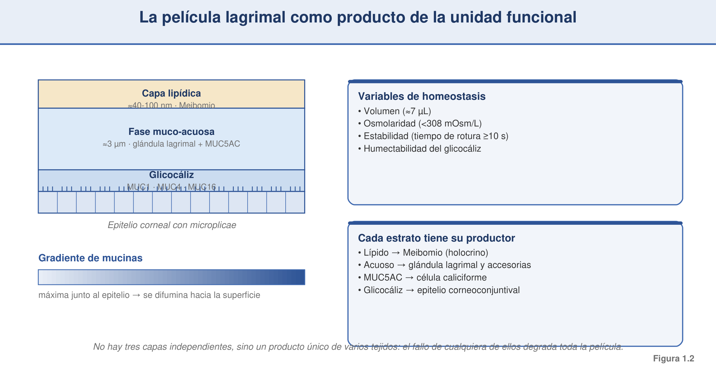 Figura 1.2 — Anatomía integrada de la película lagrimal como producto de la UFL