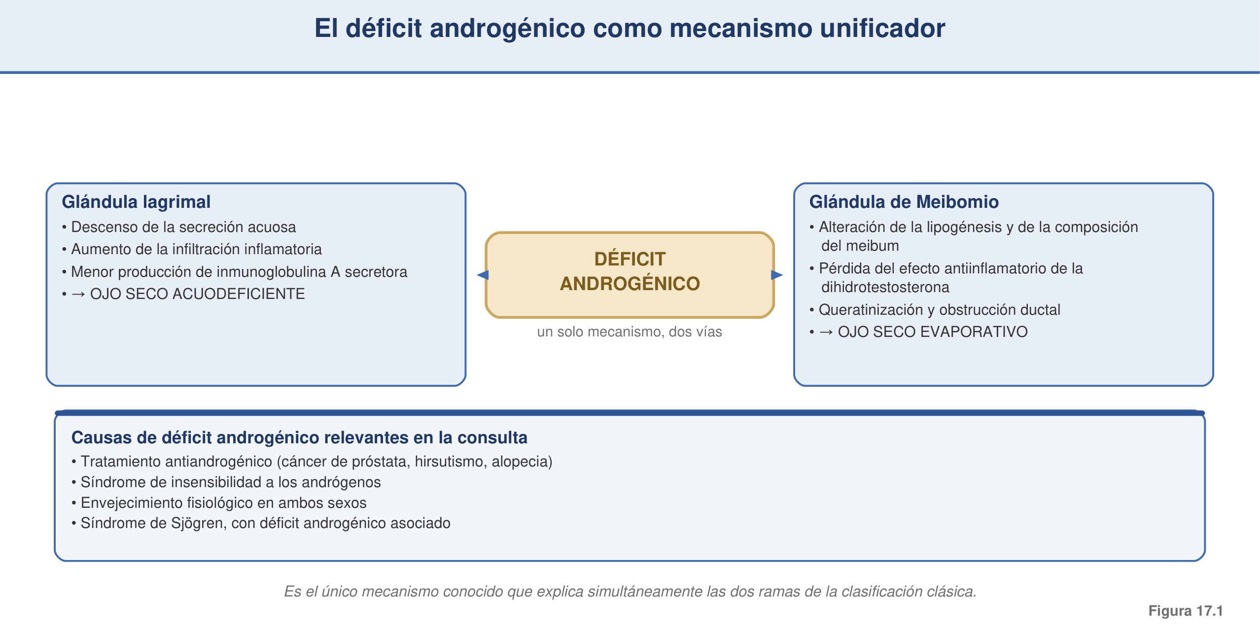 Figura 17.1 — El déficit androgénico como mecanismo unificador