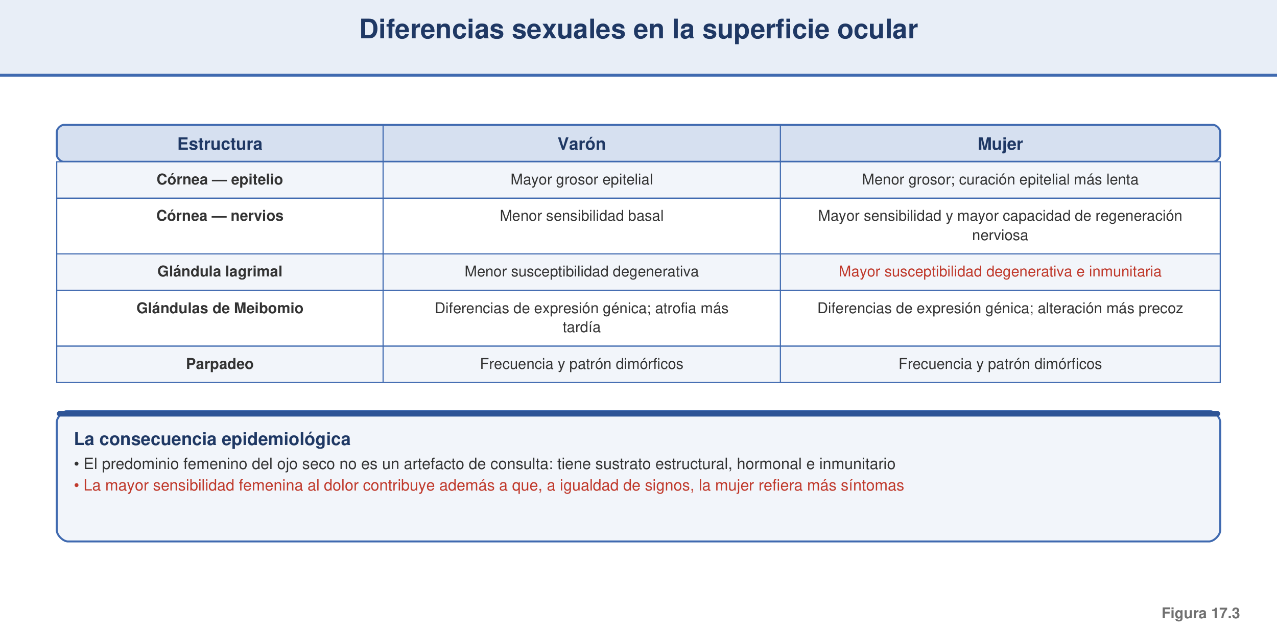 Figura 17.3 — Diferencias sexuales en la superficie ocular