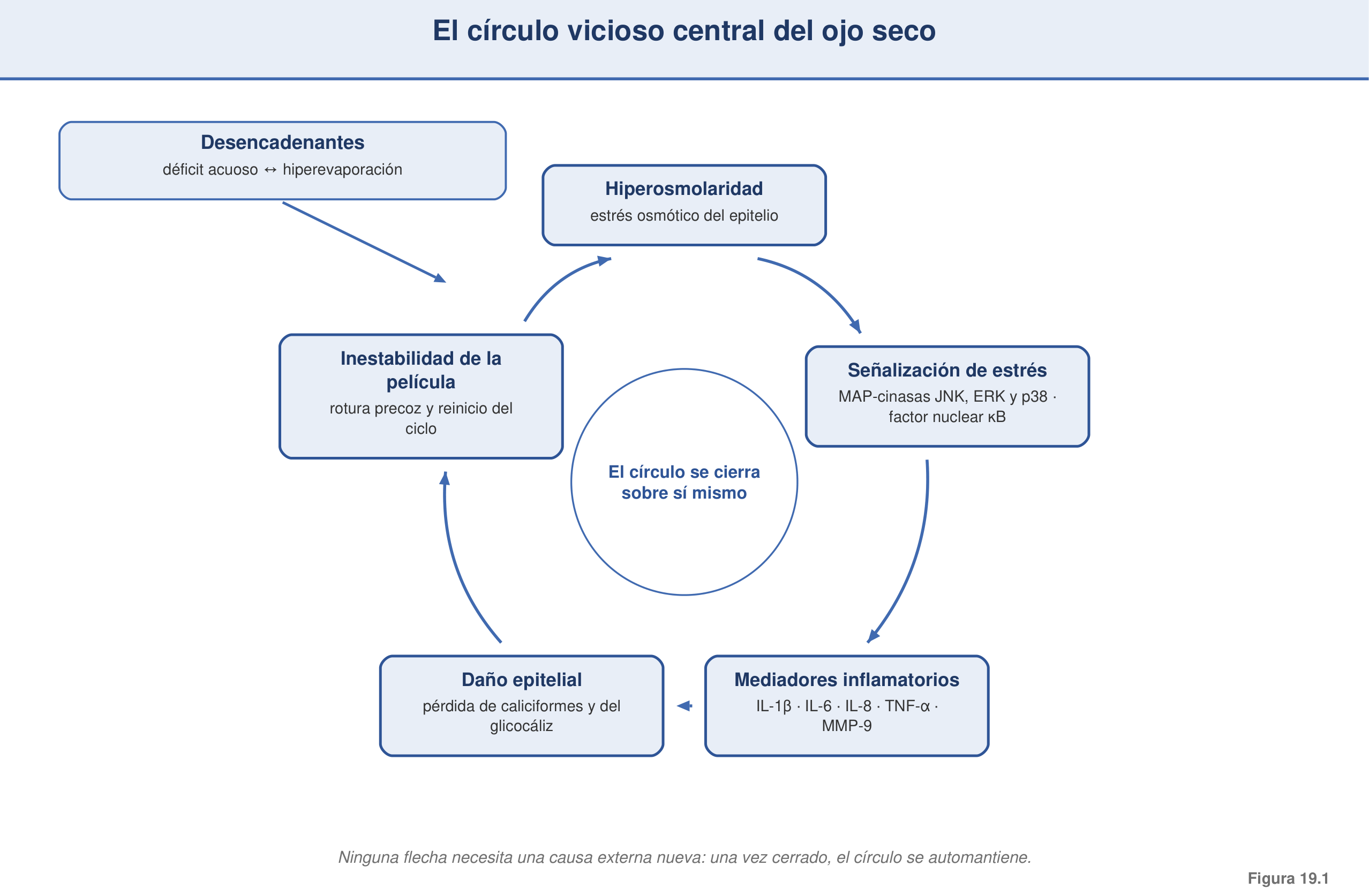 Figura 19.1 — El círculo vicioso central del ojo seco