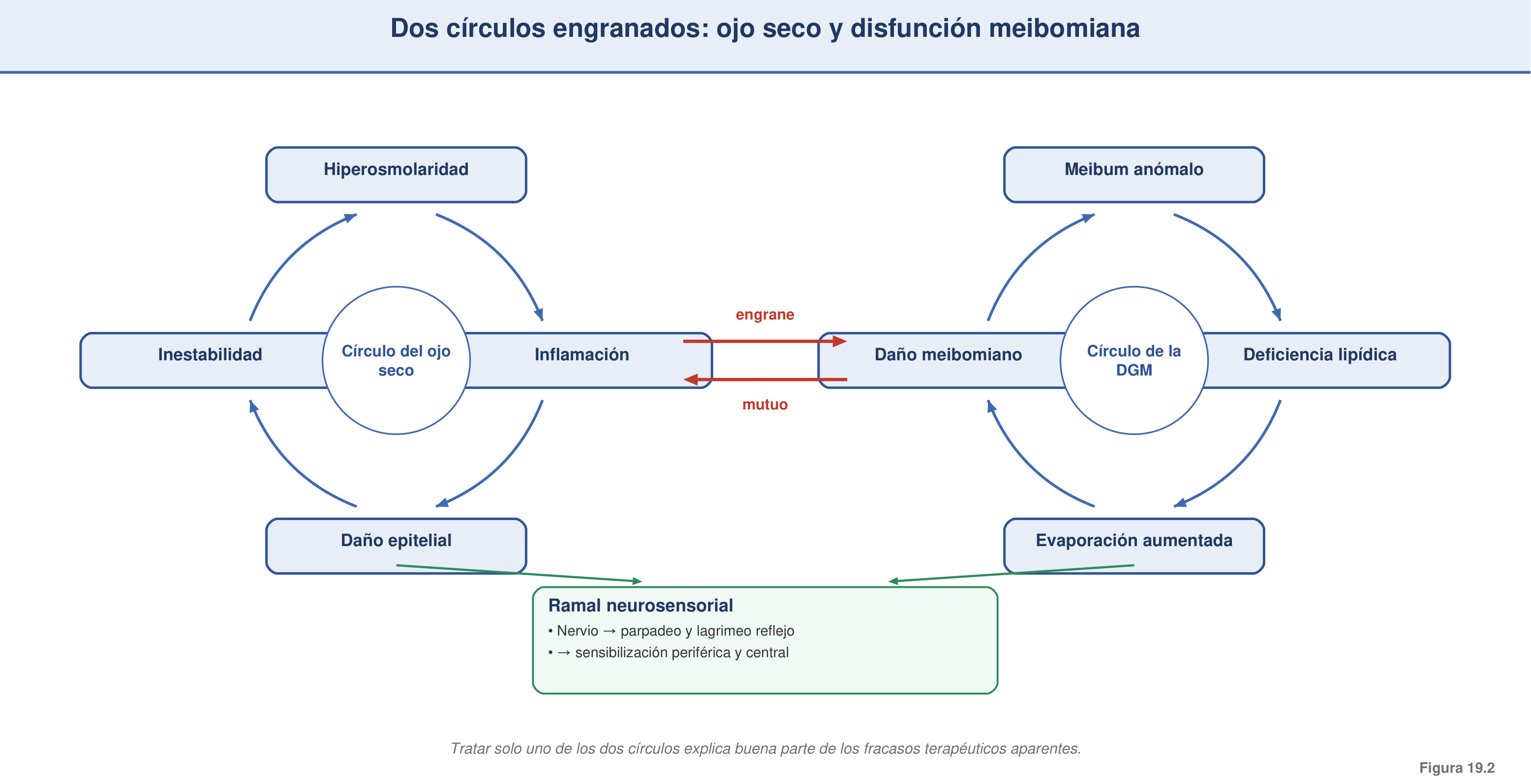 Figura 19.2 — Los dos círculos interconectados: ojo seco y DGM