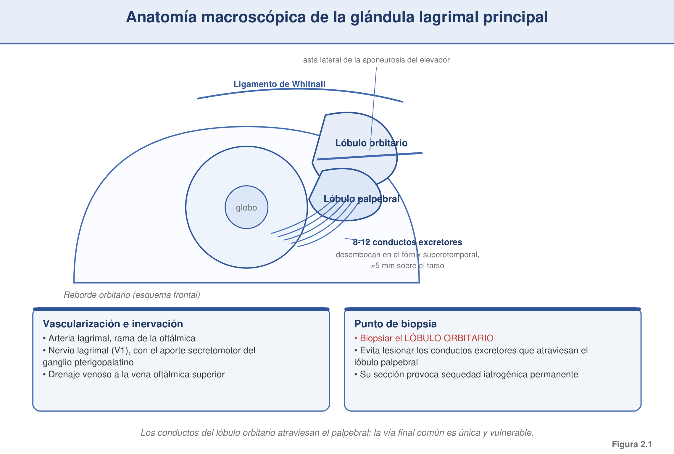Figura 2.1 — Anatomía macroscópica de la glándula lagrimal principal