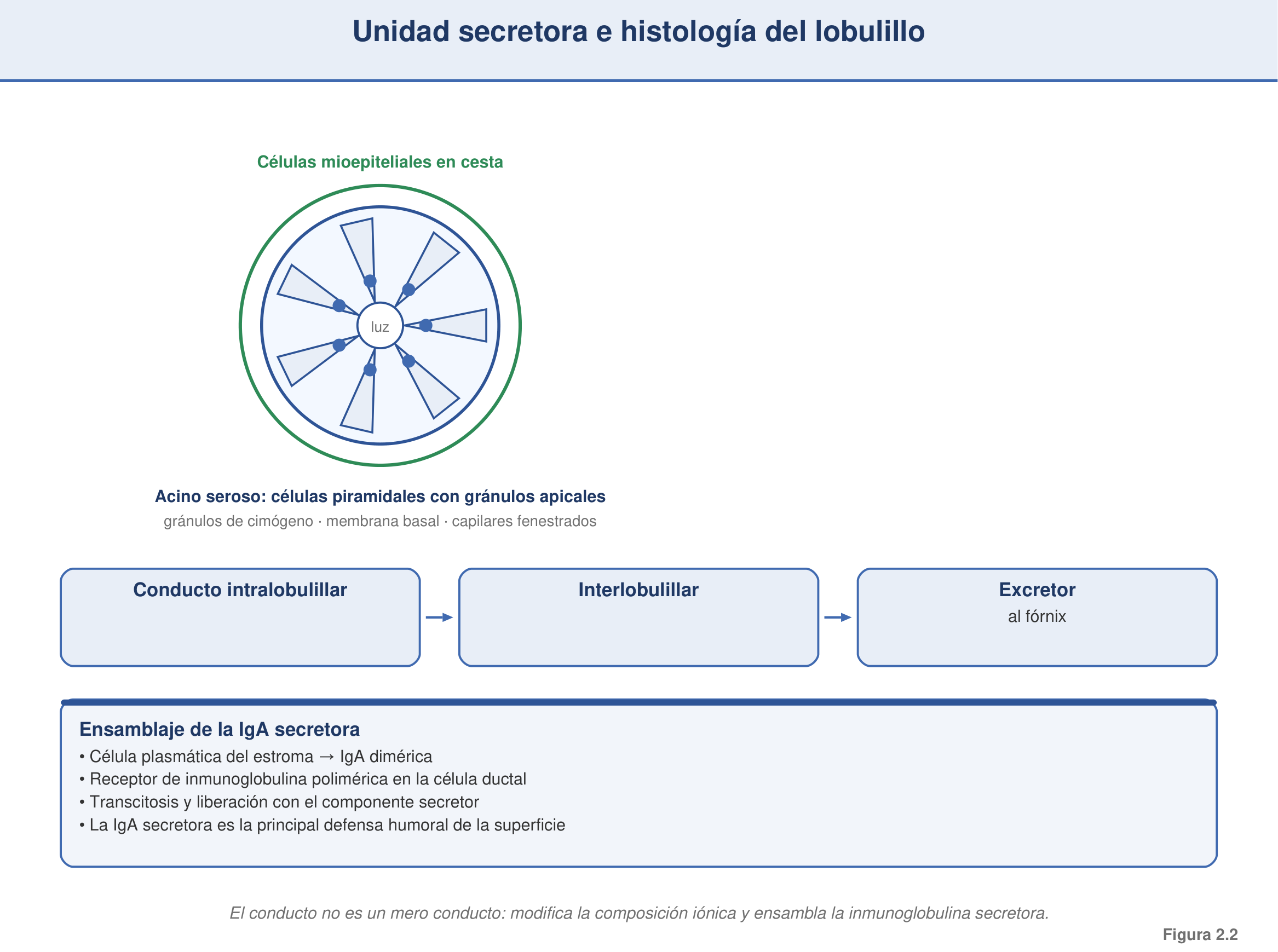 Figura 2.2 — Unidad secretora e histología del lobulillo