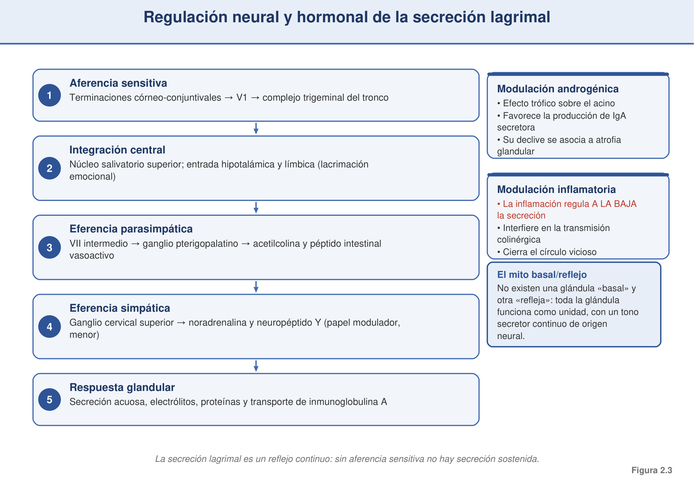 Figura 2.3 — Regulación neural y hormonal de la secreción
